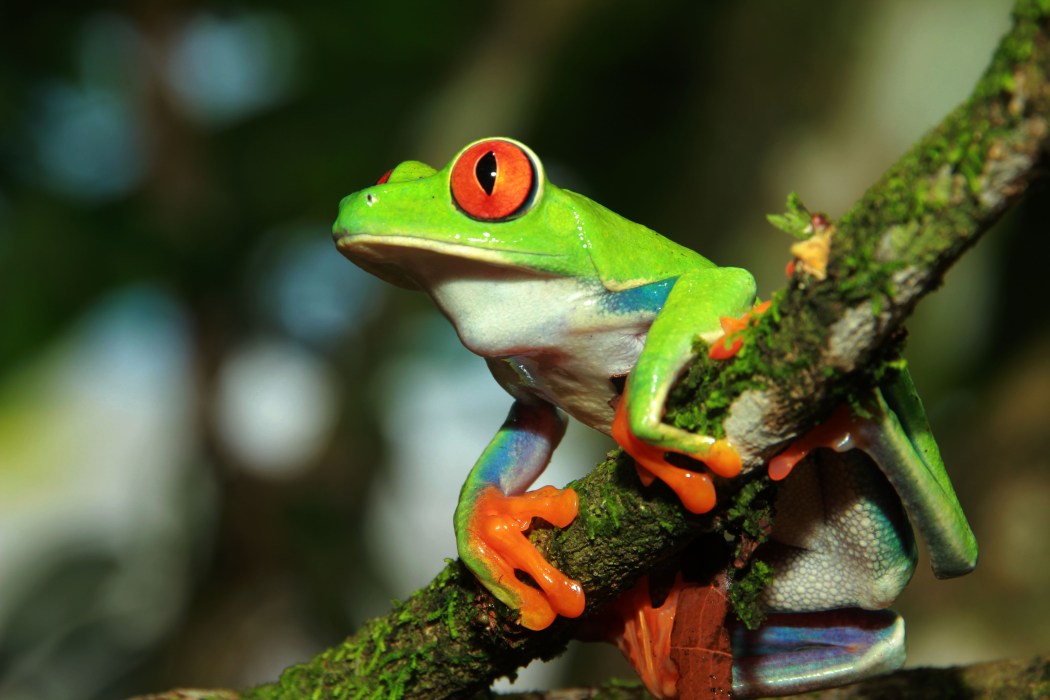 Arenal Frog Garden | Natura Eco Park Costa Rica