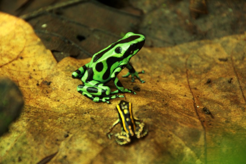 Copia-de-Dentrobates-auratus-y-Phyllobates-lugubris Copia-de-Dentrobates-auratus-y-Phyllobates-lugubris