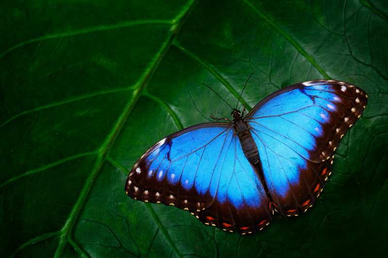 Depositphotos_108707570_original beautiful blue butterfly on a leaf