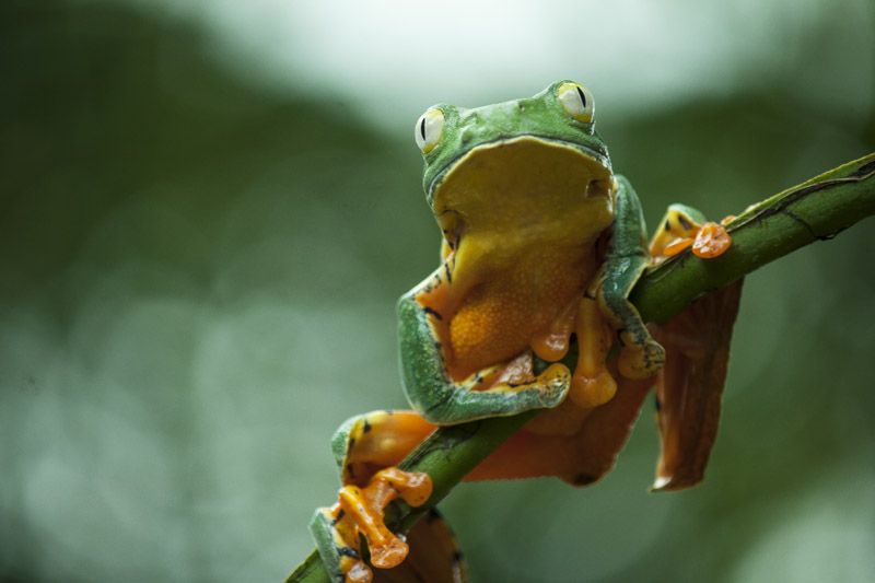 Frog-Garden Frog-Garden