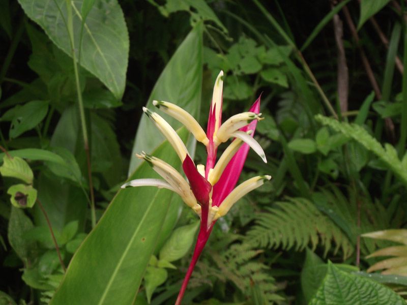Heliconias-Garden Heliconias-Garden