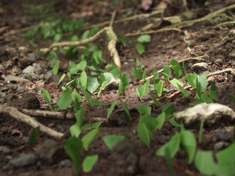 Leaf-Cutter-Ants Leaf-Cutter-Ants