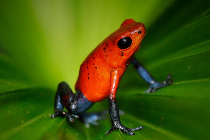 Blue jeans red frog on a leaf