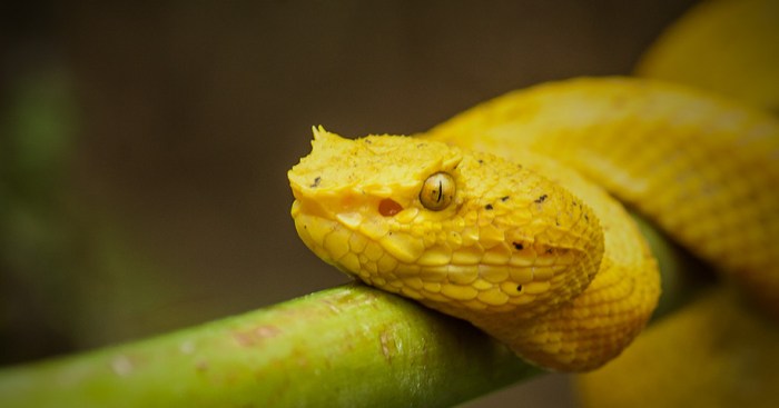 Night Walk Tour at Arenal | Natura Eco Park Costa Rica