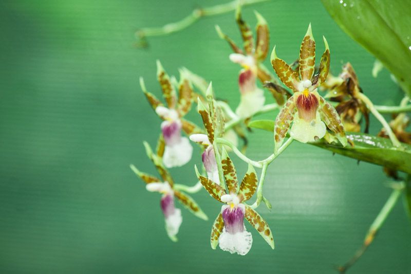 Orchid-Gardens Orchid-Gardens