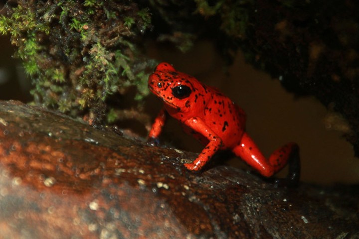 red frog on top of a log