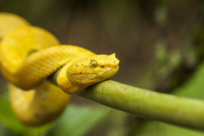 Snake-Garden Snake-Garden