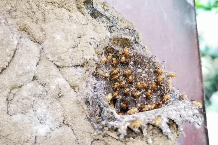 a close up of a rock