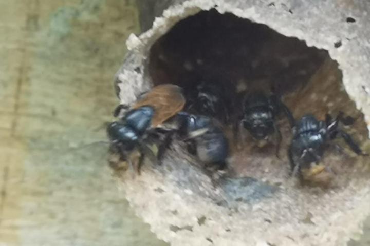a close up of a nest