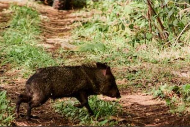 a brown bear walking across a grass covered field